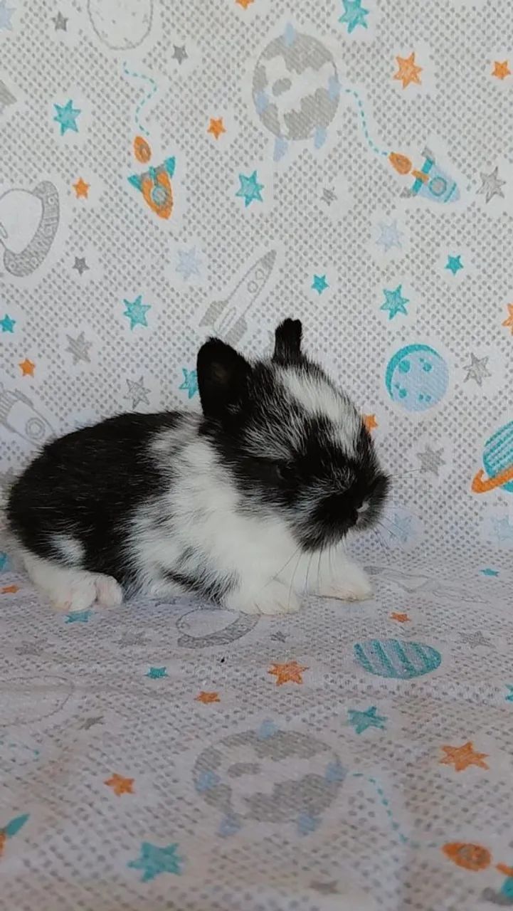Coelho anão Netherland dwarf  - Foto 4