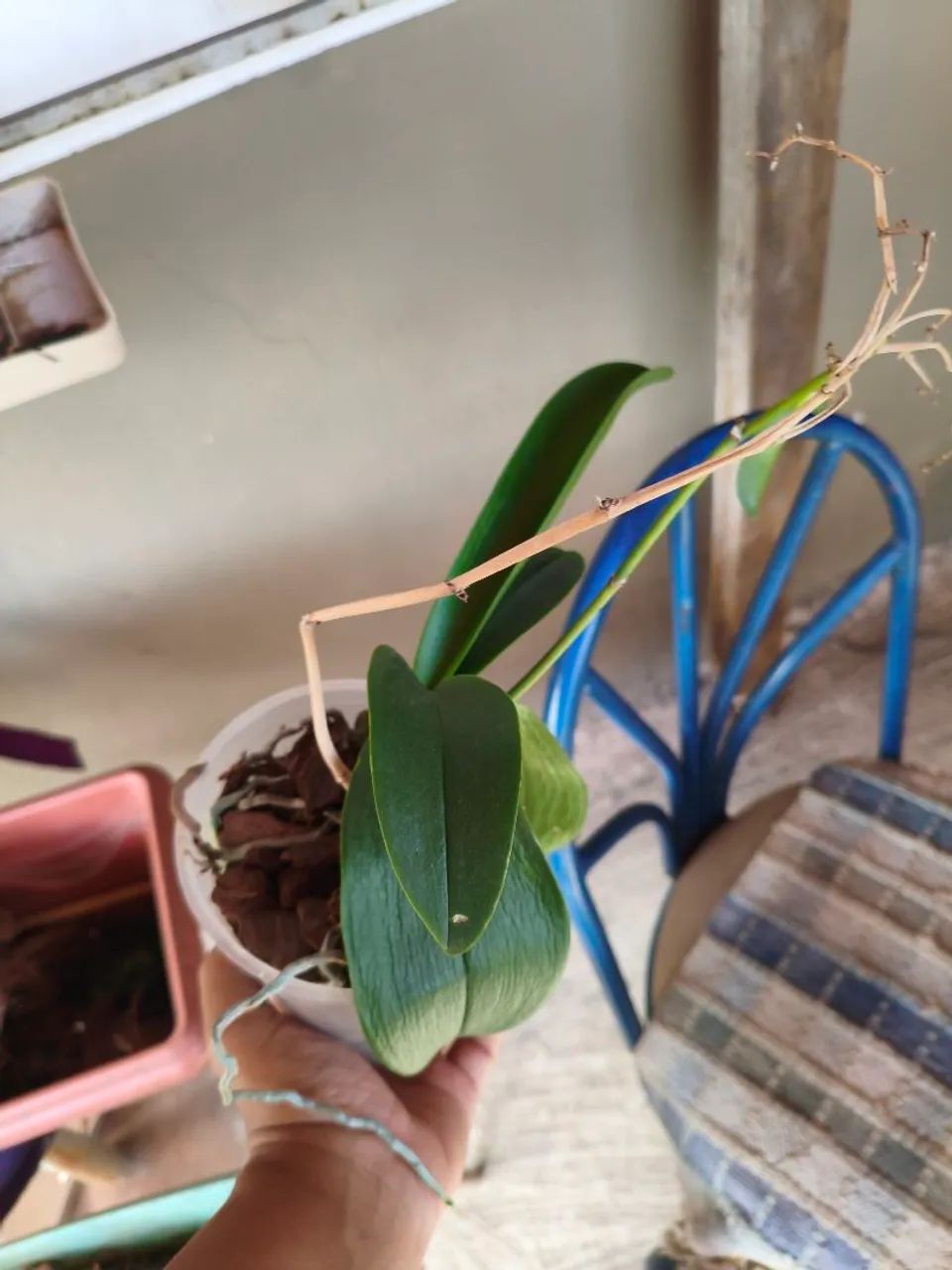 Orquídea planta LEIA - Foto 4