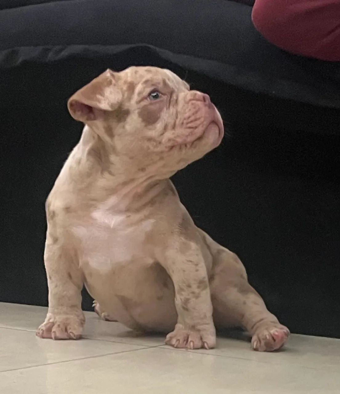 American Bully - Foto 4