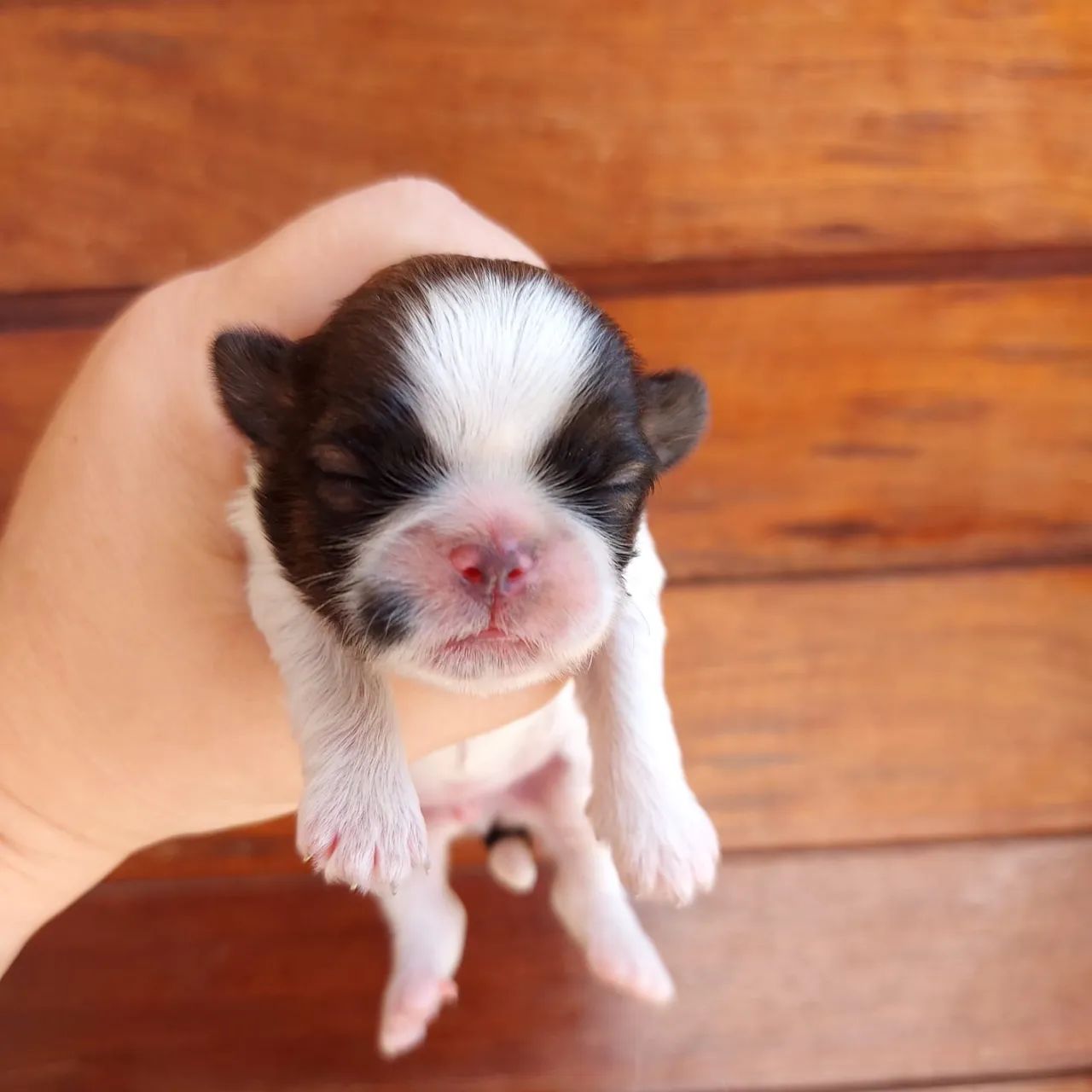 Filhotes Shih Tzu  - Foto 3