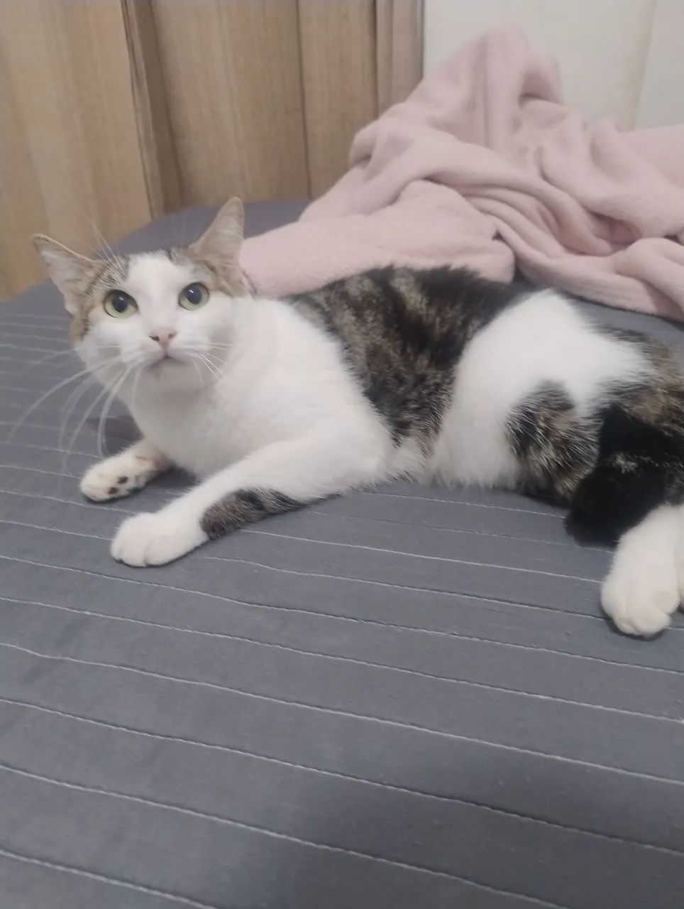 Gato doação 
