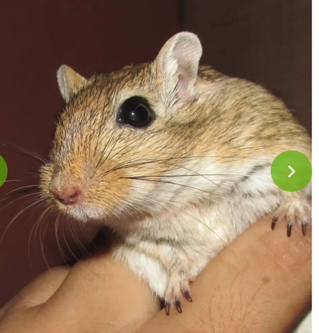 Esquilos da Mongólia Gerbil Nutmeg - Foto 5