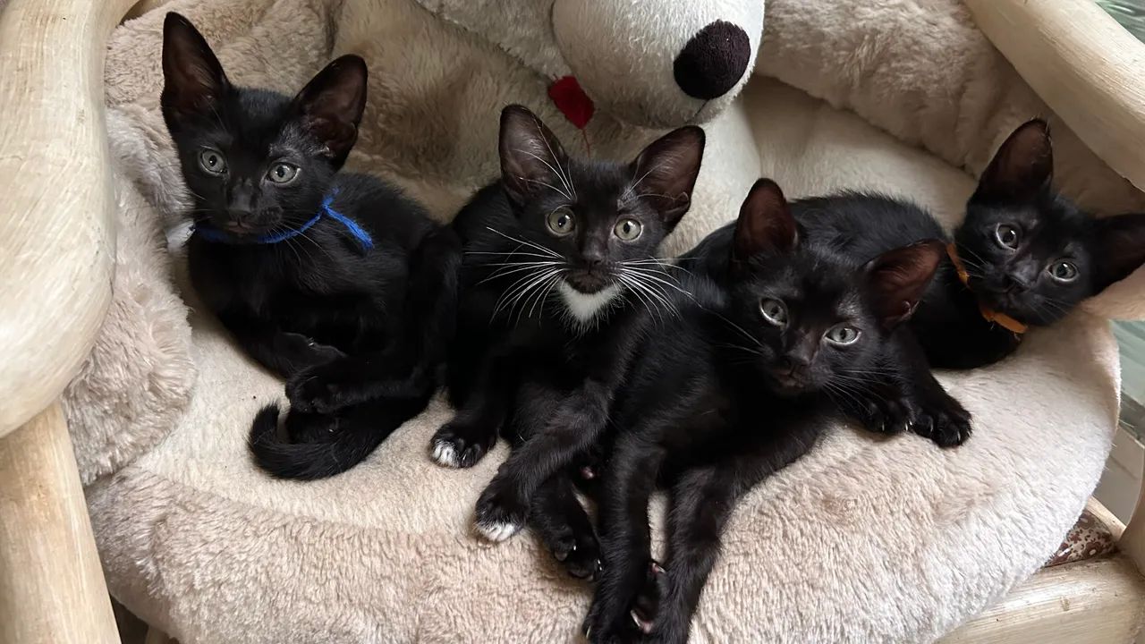 Adoção gato filhote