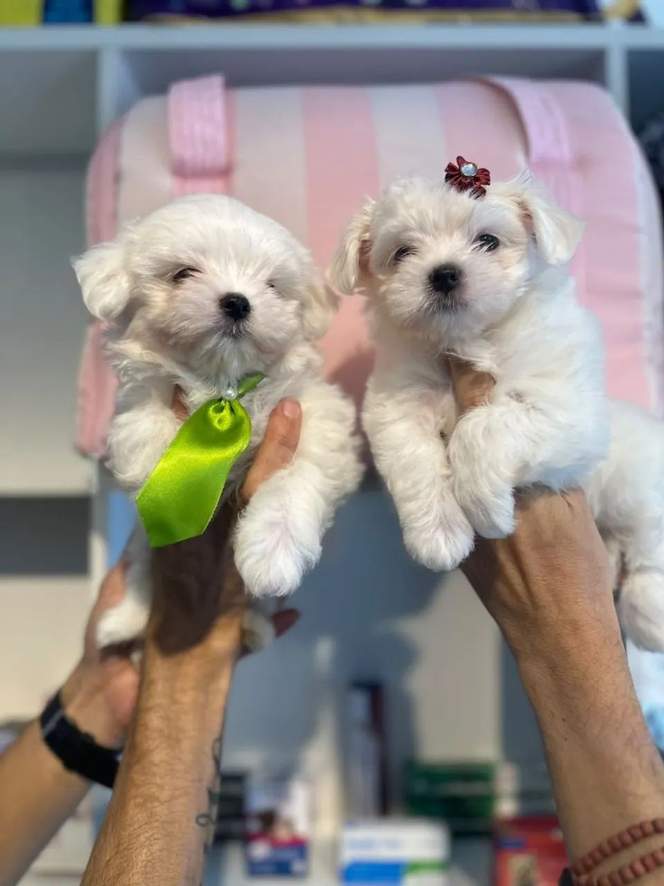 Perfeitos malteses