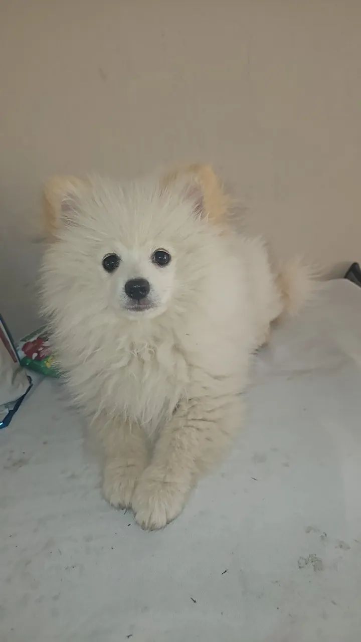 SPITZ  - Foto 3