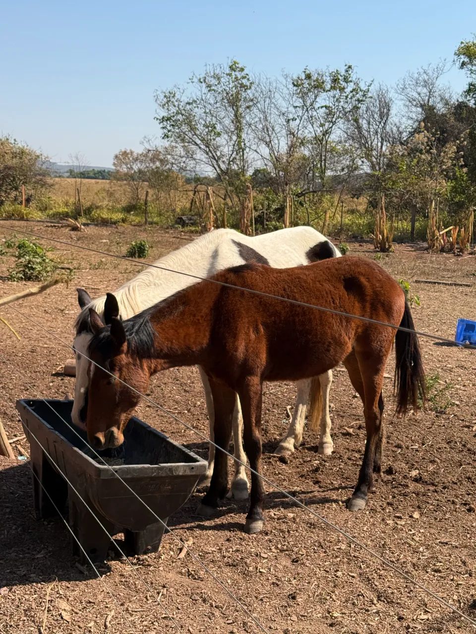VENDE-SE CAVALOS - Foto 4