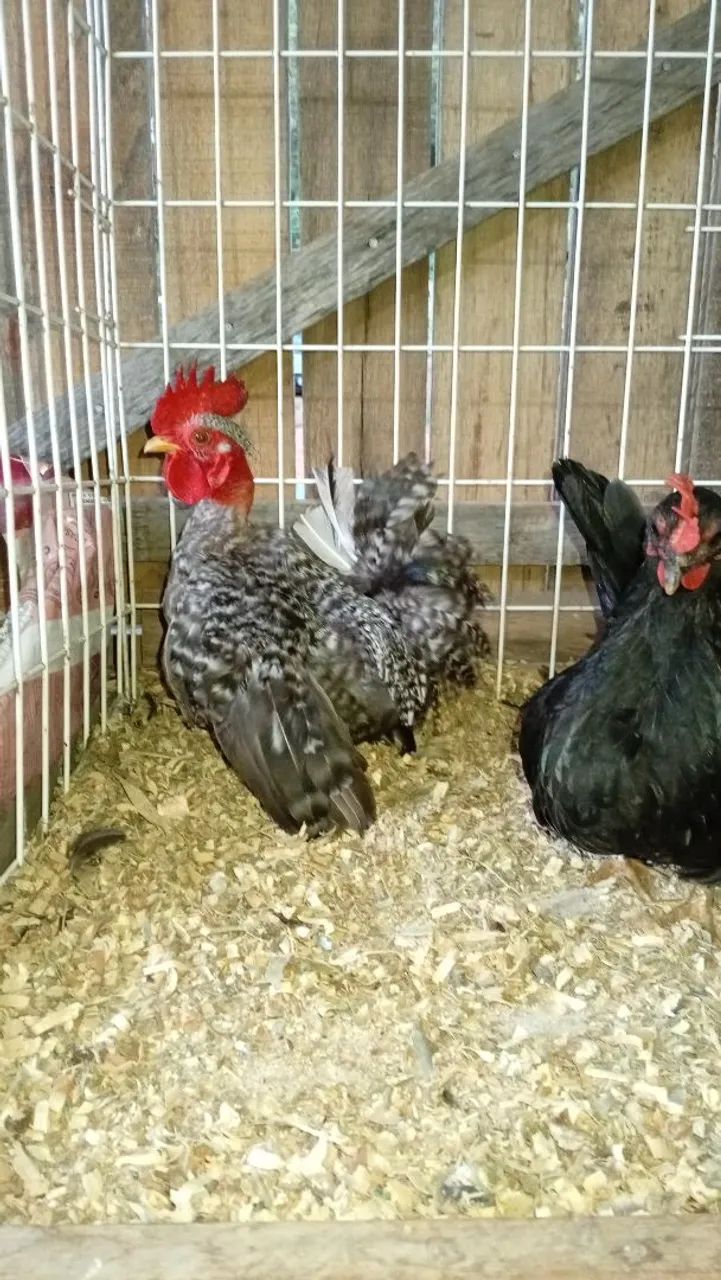 Lindo casal - Foto 3