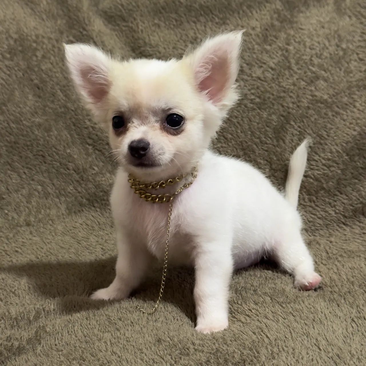 Filhote de chihuahua macho pelo longo contato; * - Foto 2