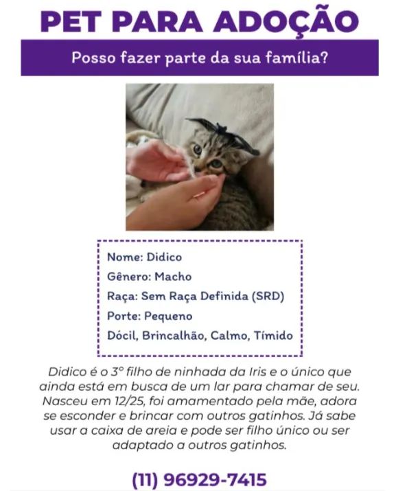 [ZS-SP] Adoção - Filhote de gato macho - Foto 2