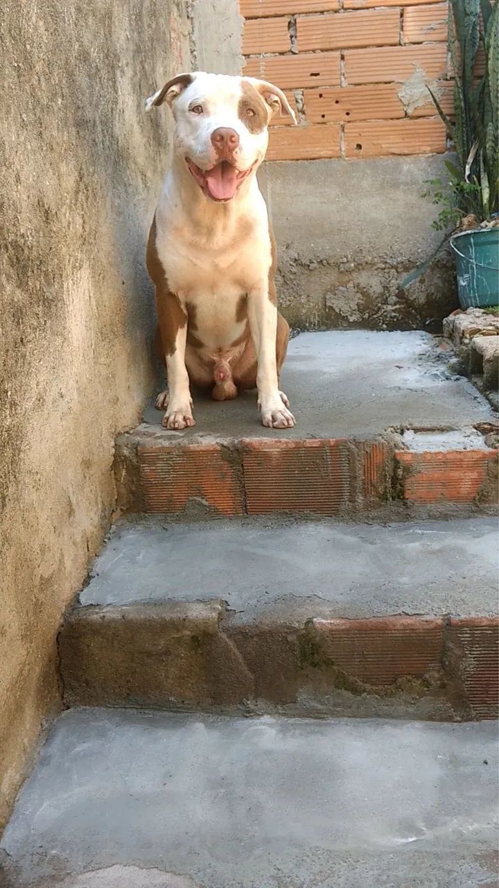 Doação  - Foto 3