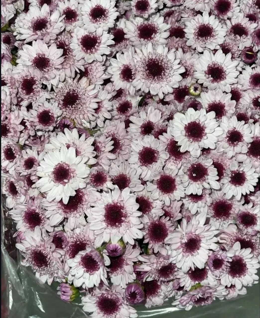 Pacote flores do campo  - Foto 2