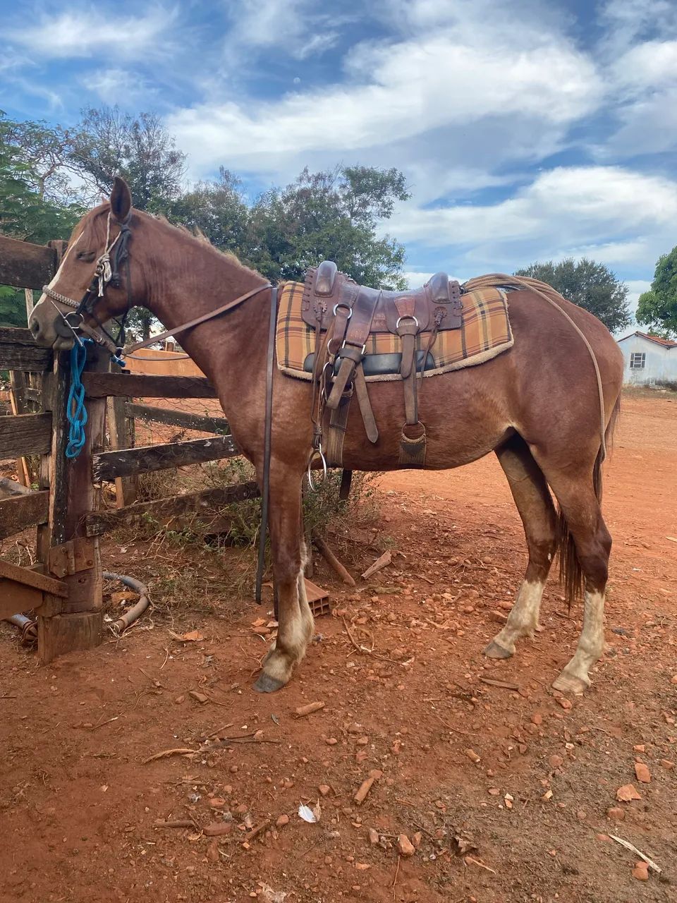 Potra a venda  - Foto 2