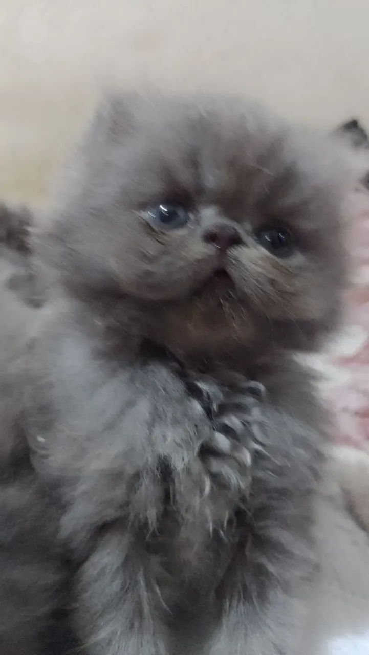 vendas 65126370388867121