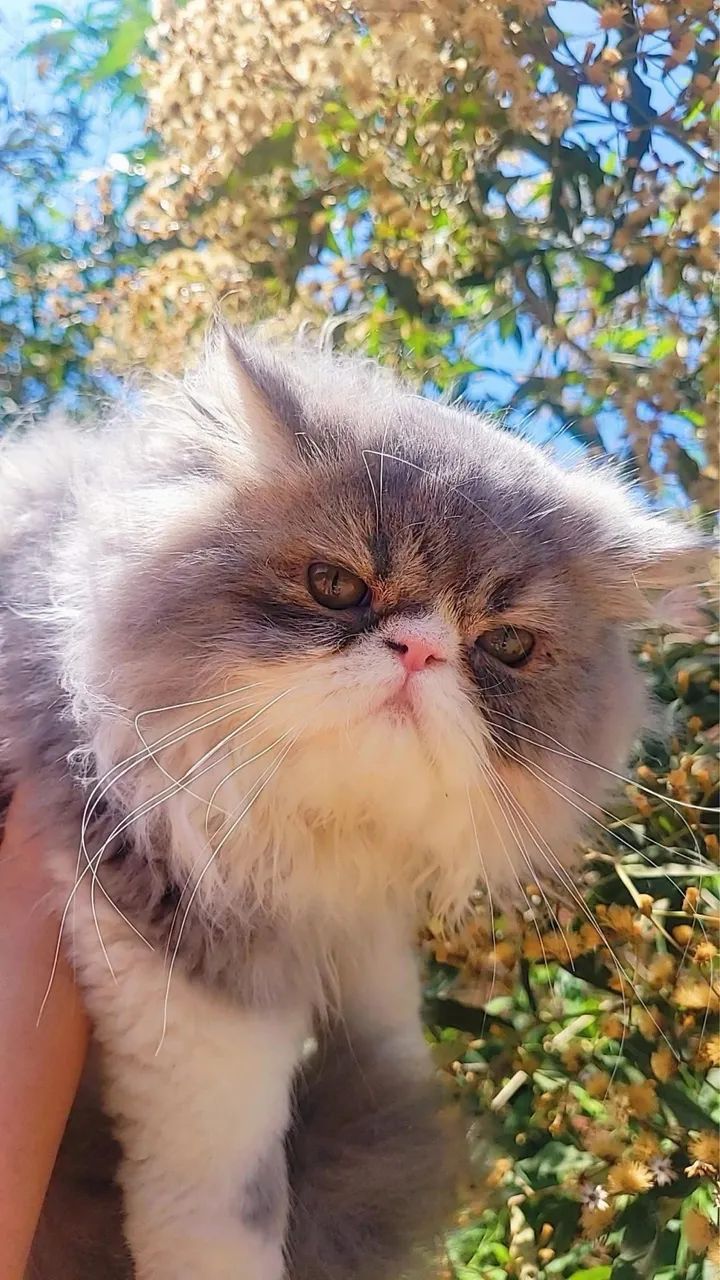 Gato persa - Foto 3