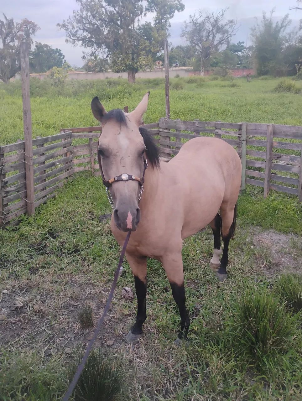 Vendo Cavalo 