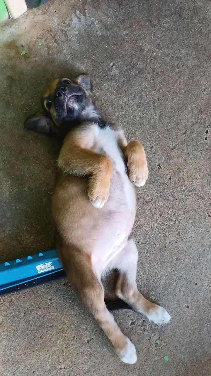 Adoção do cachorrinho  - Foto 4