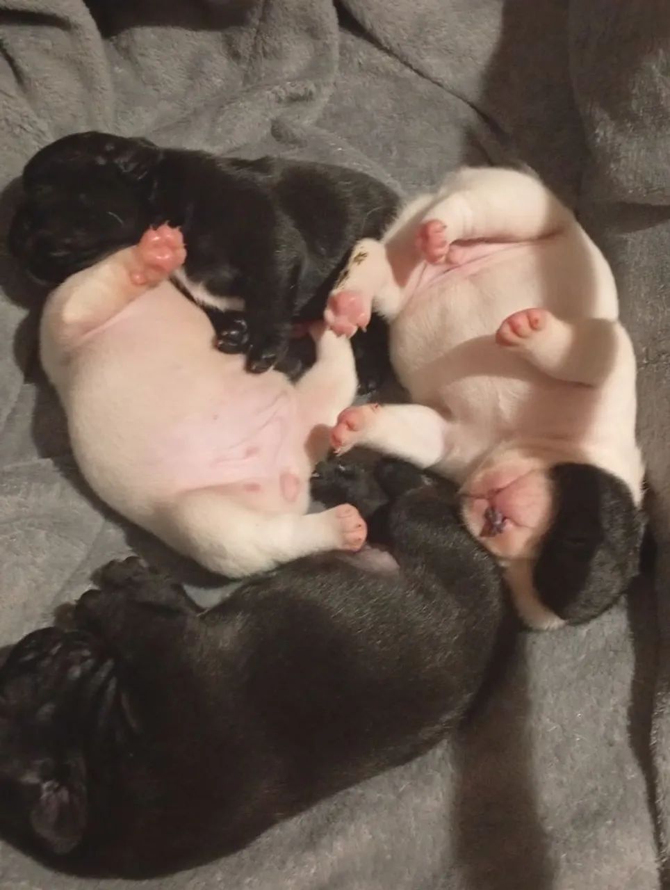 Bulldog francês  - Foto 2