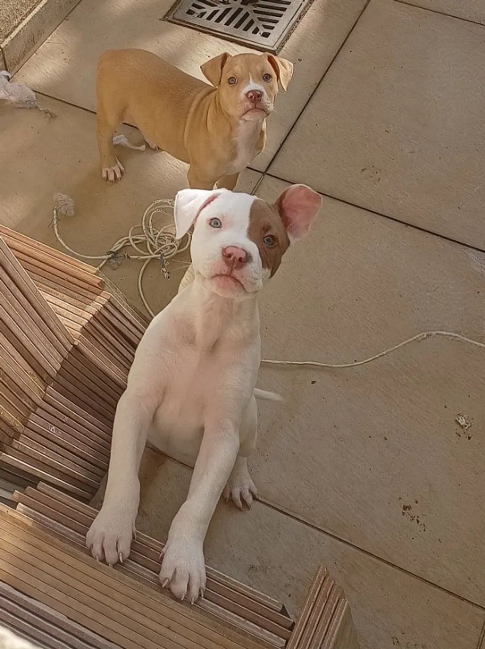 Pitbull - Foto 3