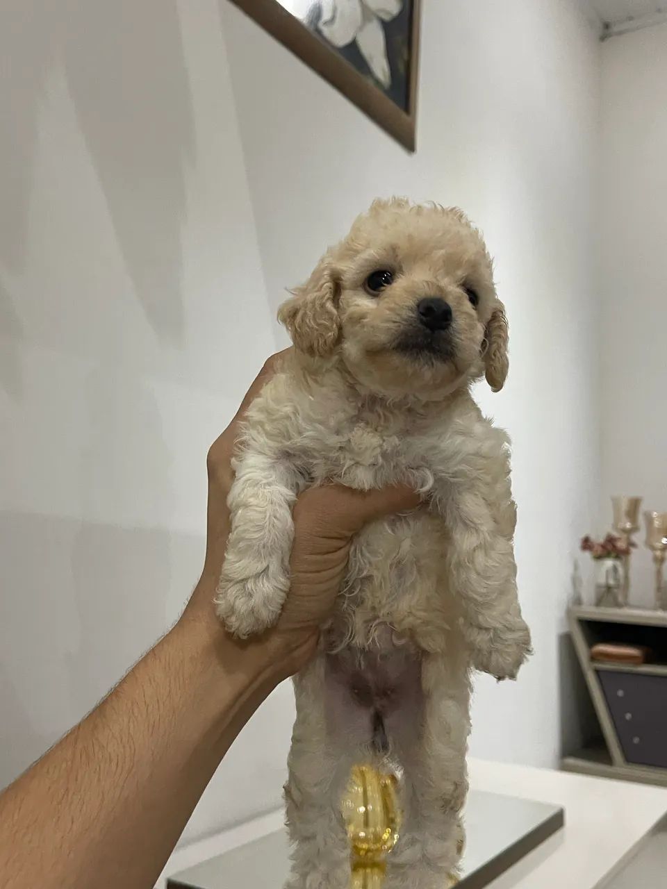 Cachorro poodle - Foto 5