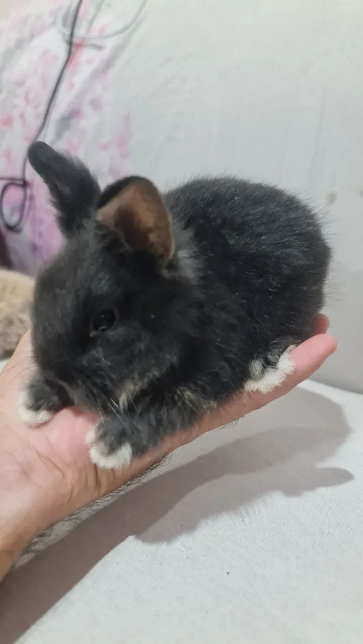 Mini lion  - Foto 3
