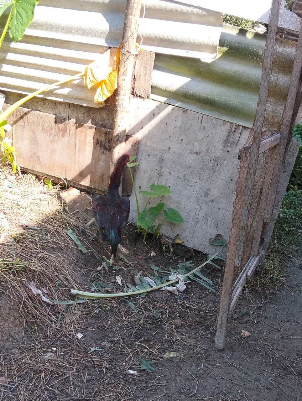 vendo esse frango carioca de ótima qualidade e genética  - Foto 4