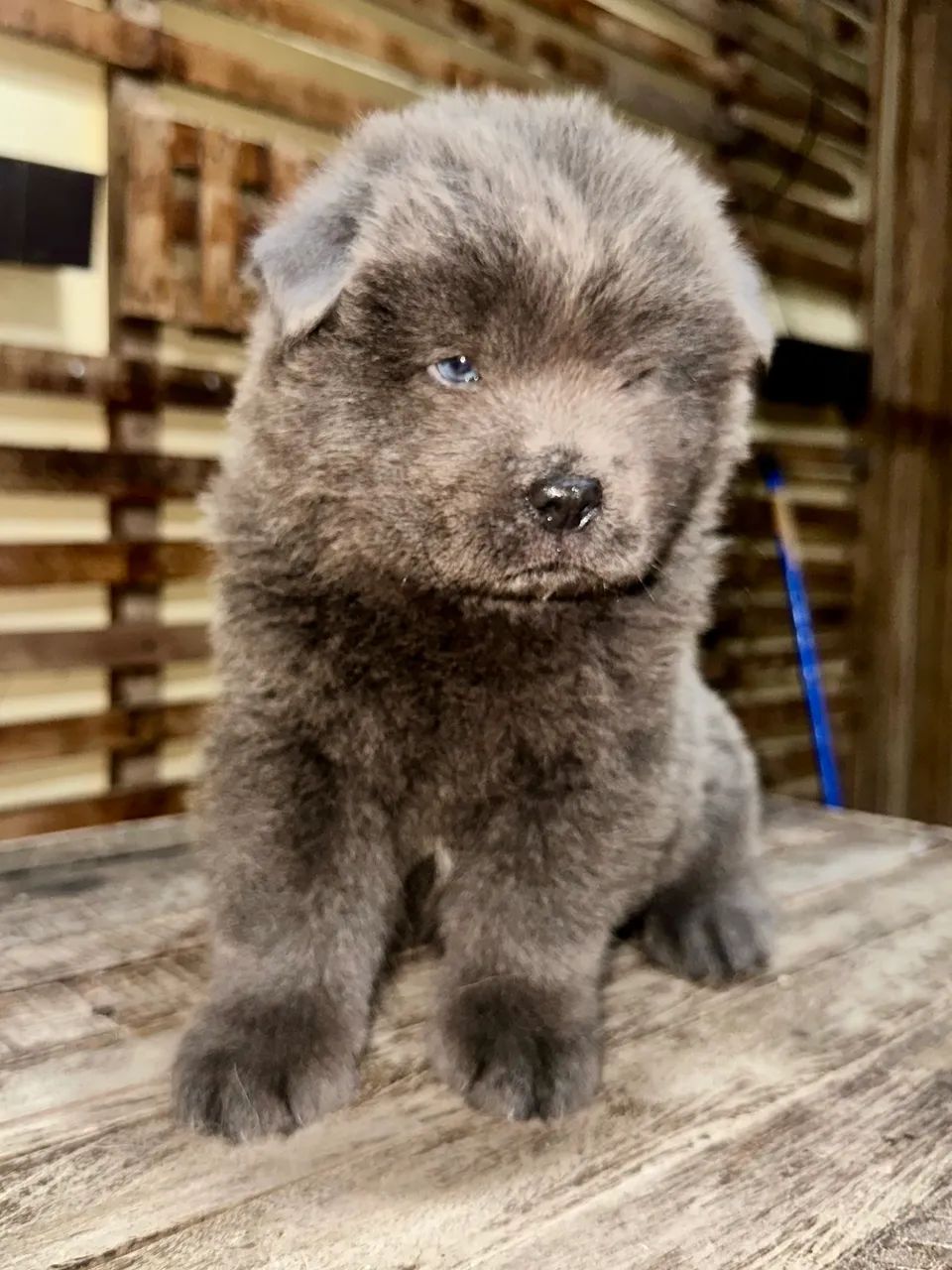 FILHOTE DE CHOW-CHOW - Foto 4