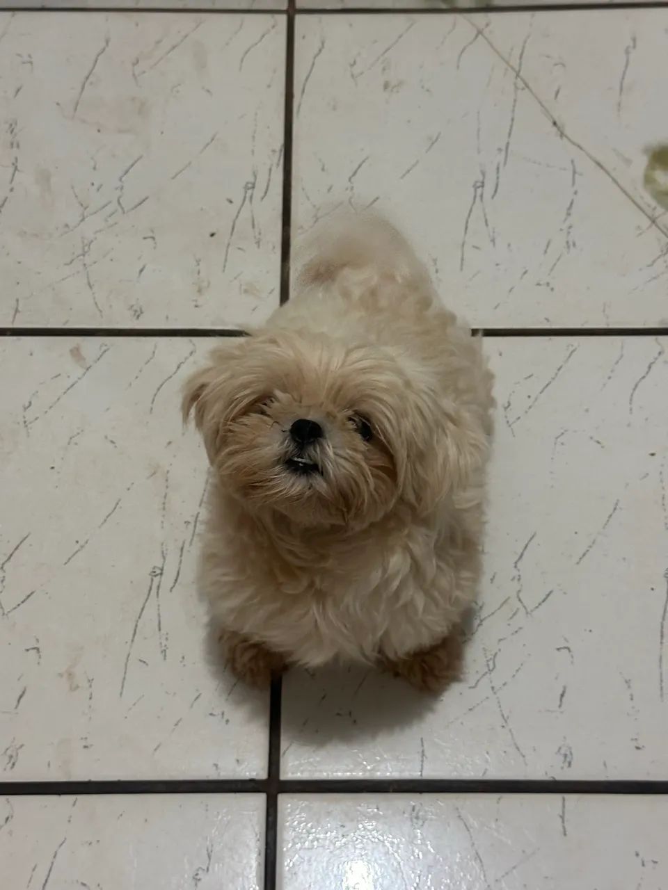 Shih tzu - Foto 4