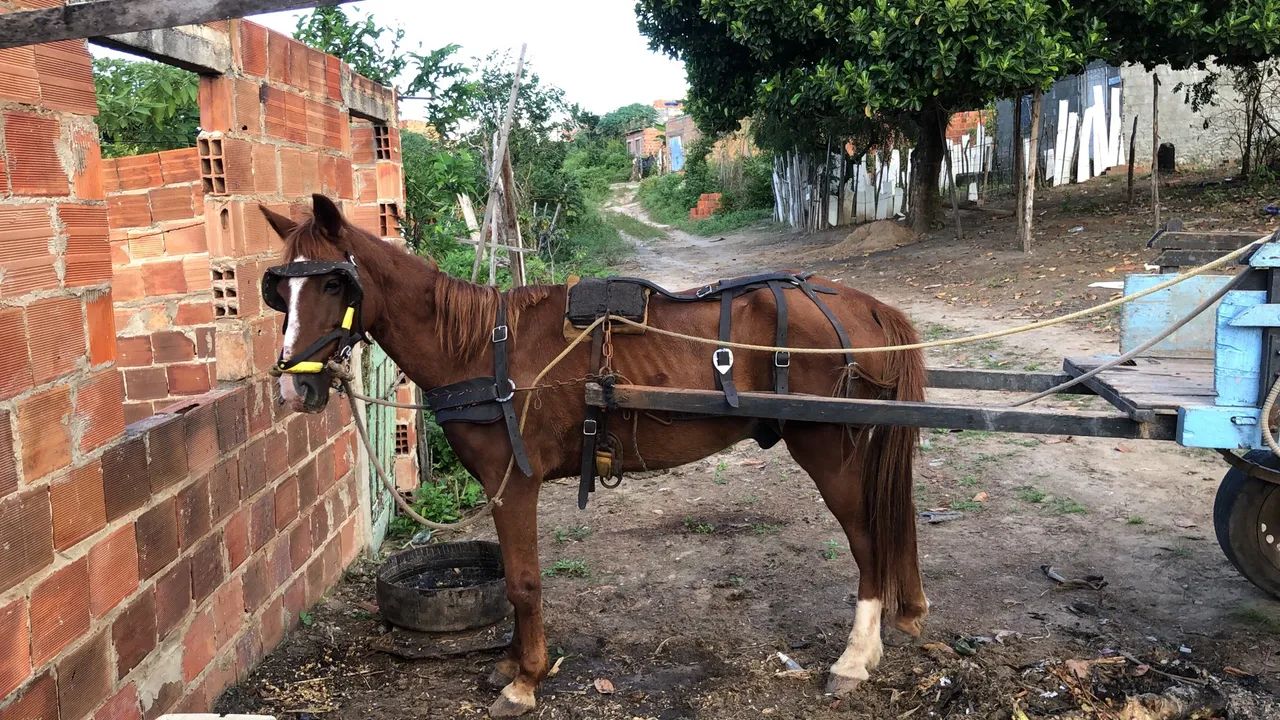 Vende se cavalo com carroça  - Foto 3