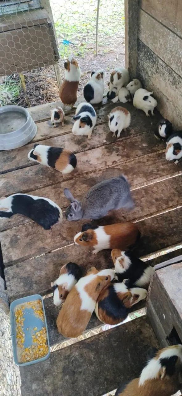 Vende-se porquinho da Índia 