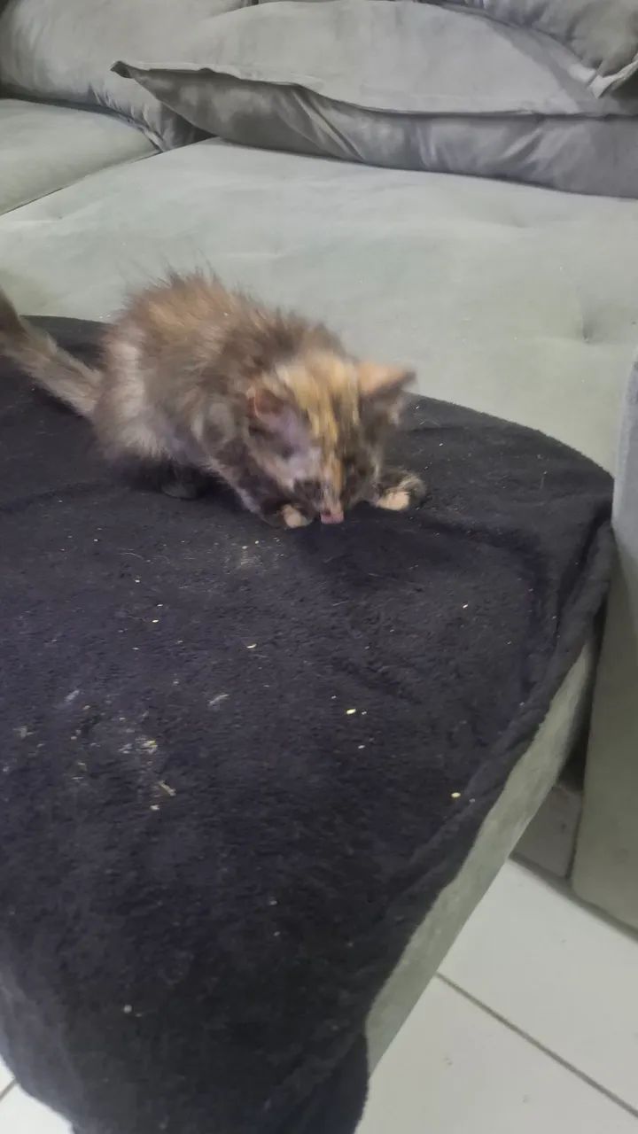 gato persa adoção consciente - Foto 2