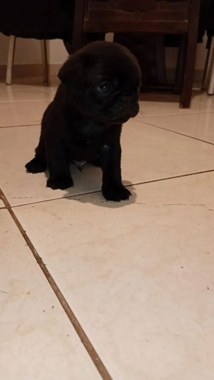 PUG 