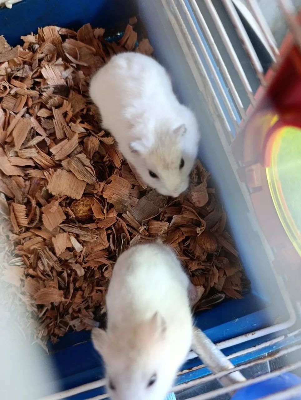 4 casais de hamsters anão russo  - Foto 2