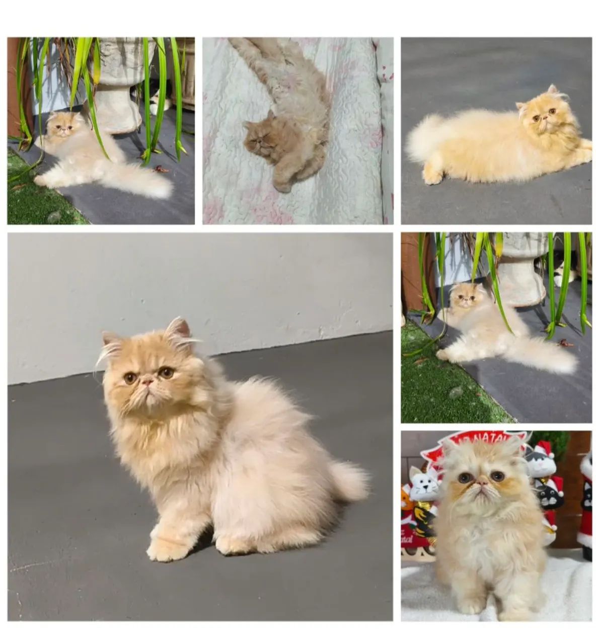 Gatos PERSAS  - Foto 5