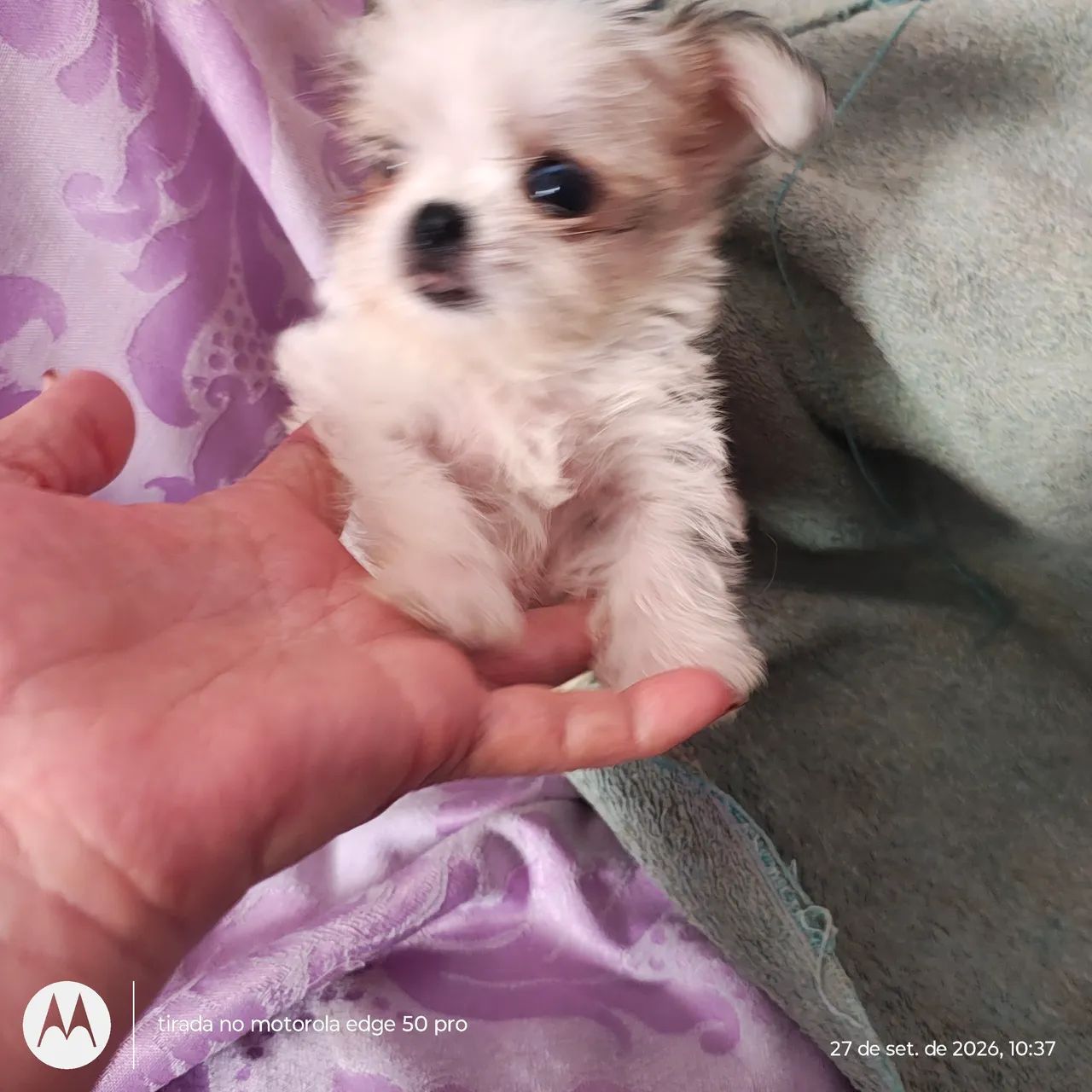 Shih Tzu  - Foto 3
