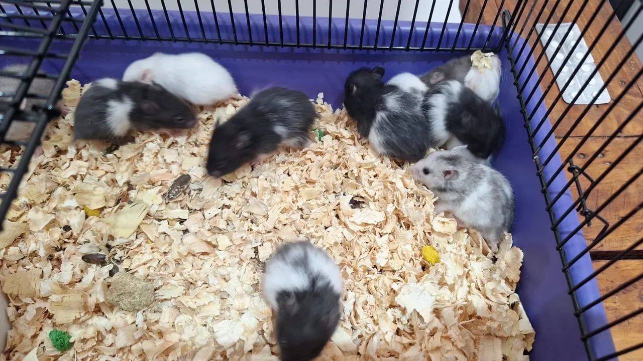 Hamster sírio - Foto 3