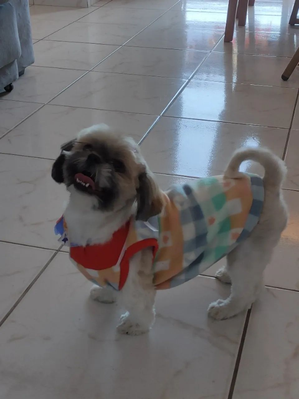  Cachorrinha Shitzu