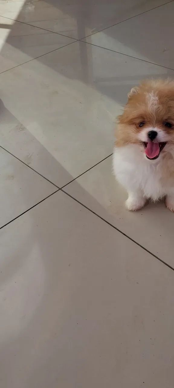 Lulu 