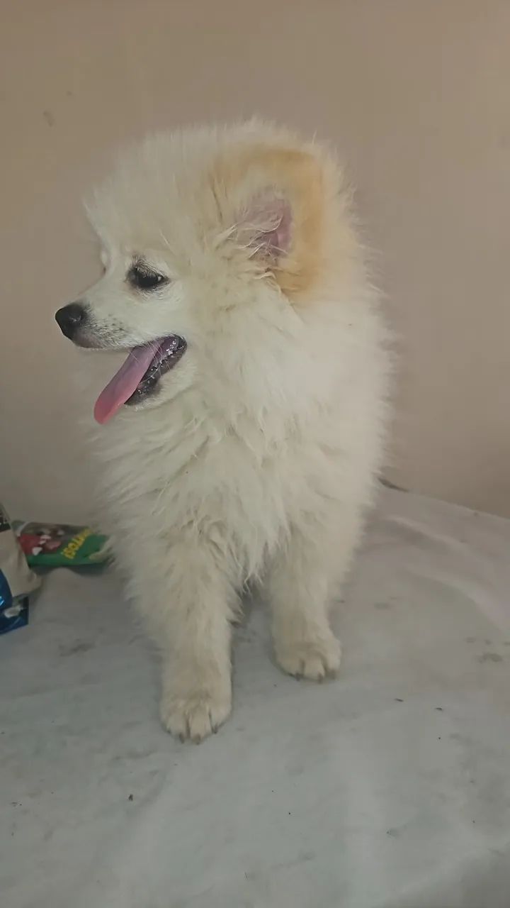 SPITZ  - Foto 4