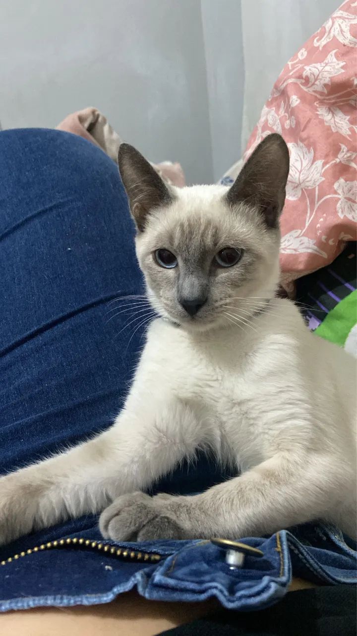 DOAÇÃO GATINHOS - Foto 3