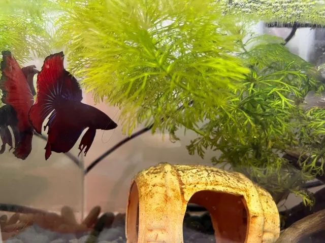 Aquario completo tres litros - Foto 2