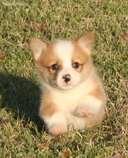 Corgi Pembroke