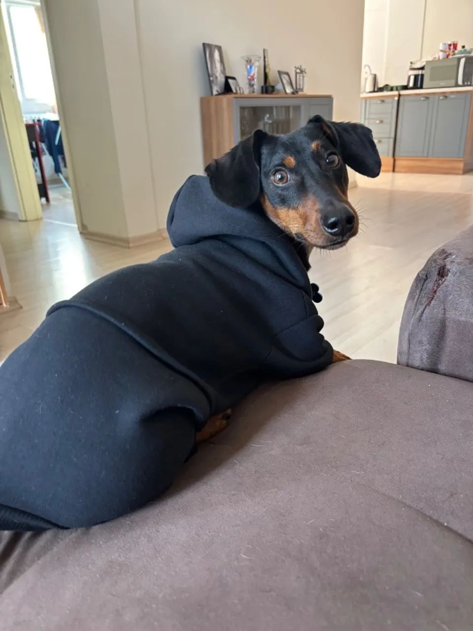 Cachorro - Foto 3