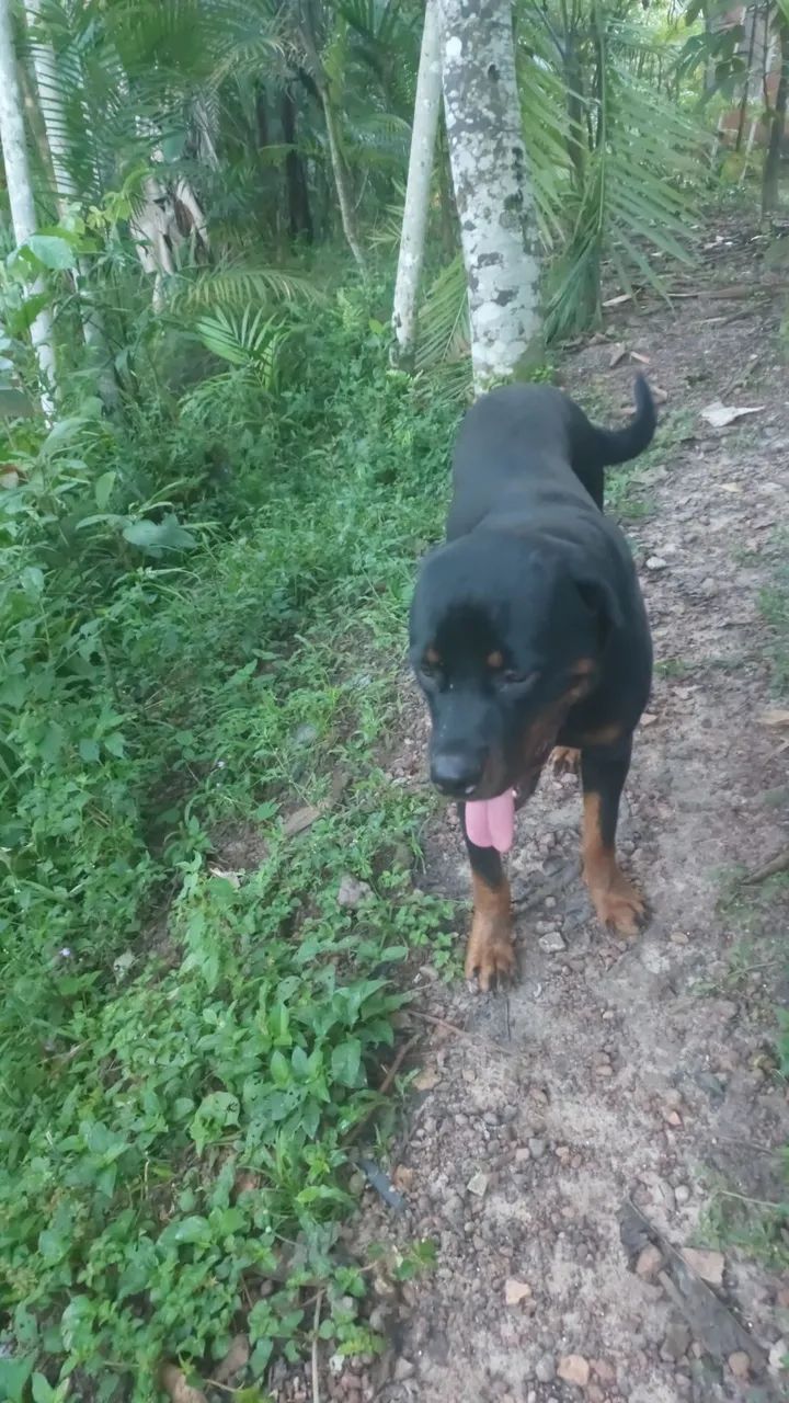 Lindo pai para cruzar rotwaler 