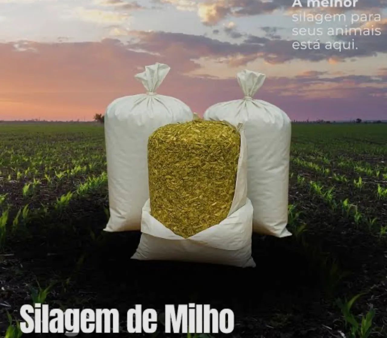 Silagem de milho