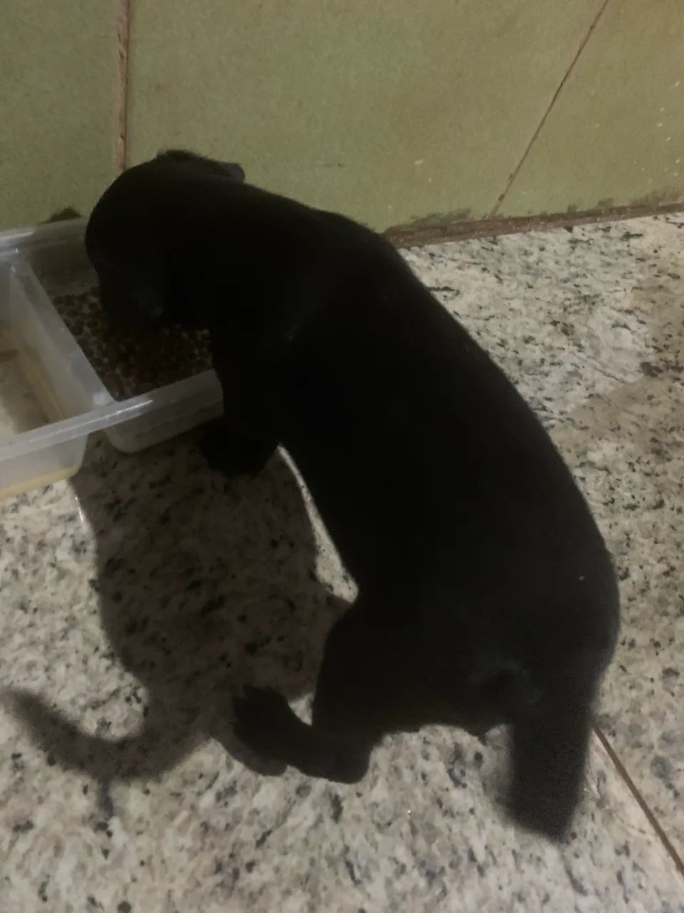 Cachorrinho
