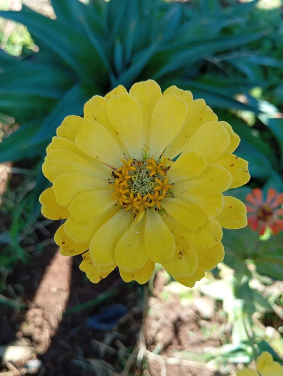 Semente zinna   - Foto 3