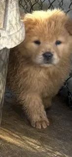 Filhotes de Chow Chow  | Amor que alegra qualquer ambiente.