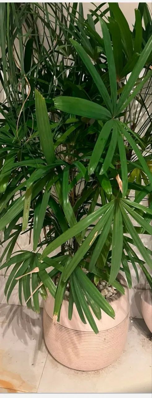 Plantas natural  com caqueiro - Foto 2