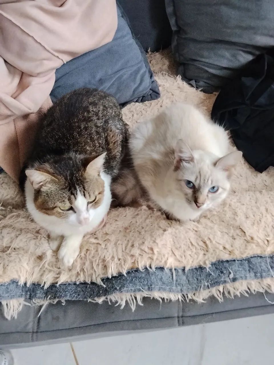 Adoção de gato e gata  - Foto 3