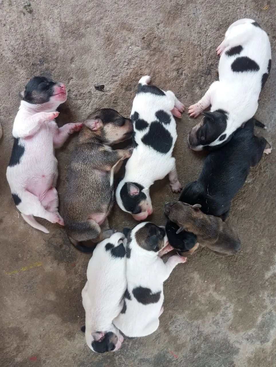 Cachorro Pinscher - Foto 4